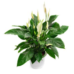 Peace lily indoor plant in a simple pot