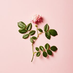 Blush rose bouquet with soft pink roses and fresh greenery