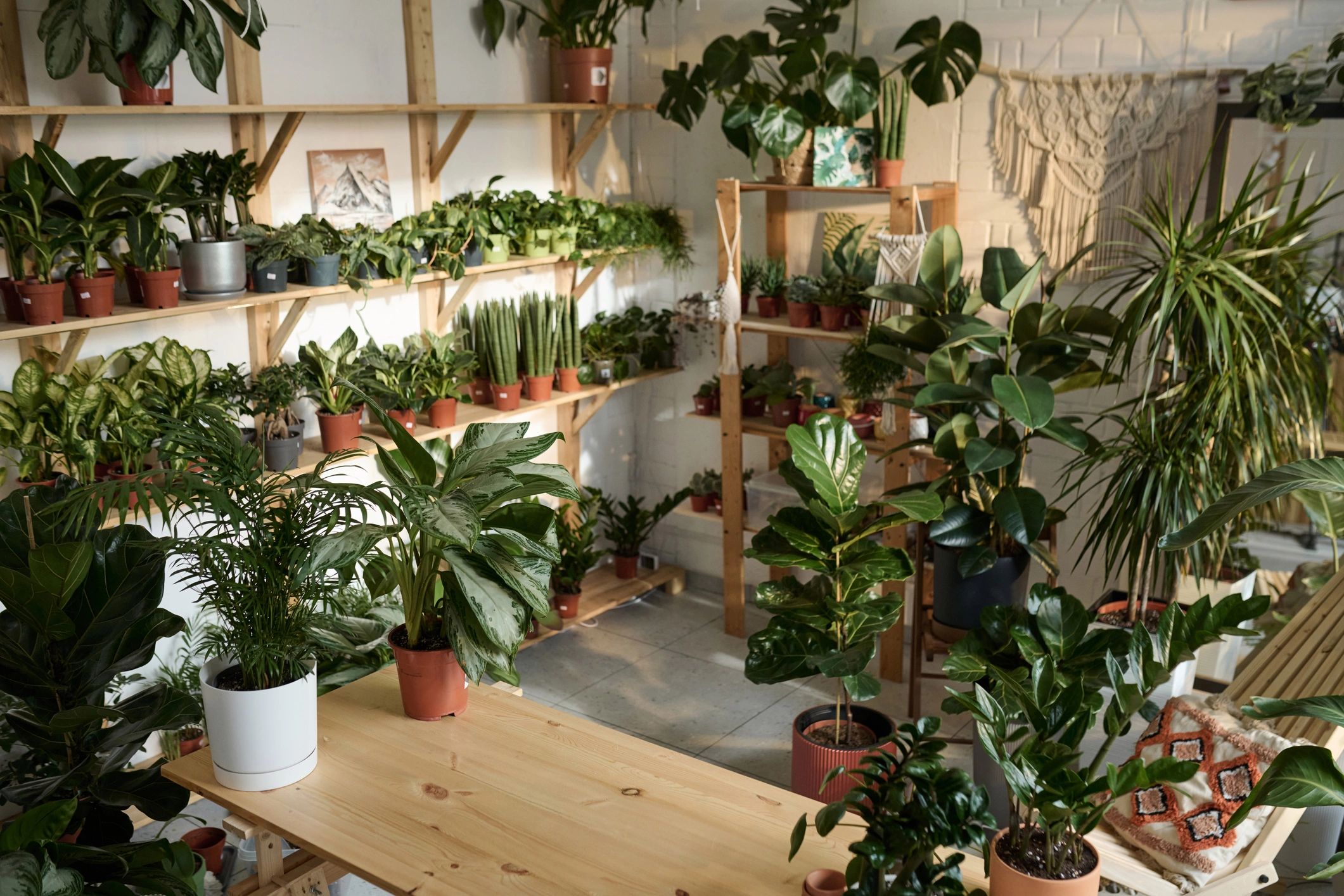 Plant shop interior with greenery on shelves